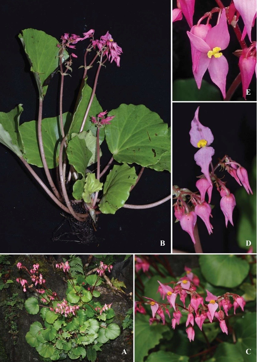 B. khammouanensis